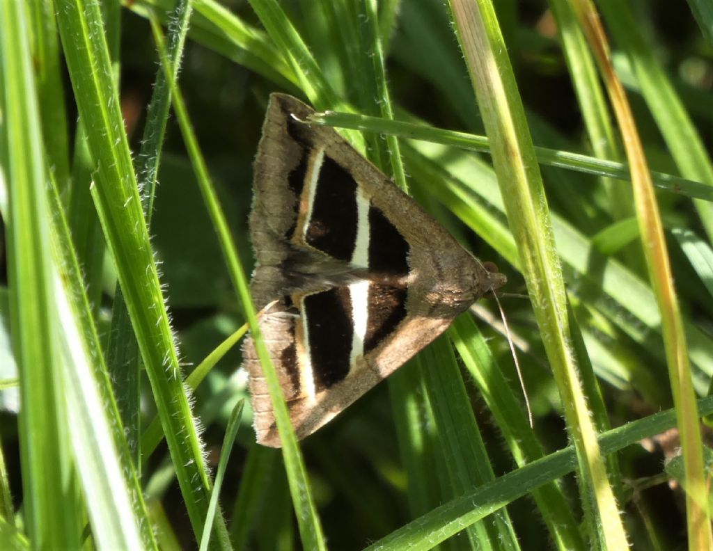 Falena da identificare: Grammodes bifasciata - Erebidae